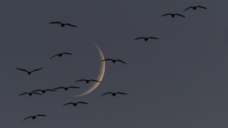 Crescent Moon by Stino Scaletta
